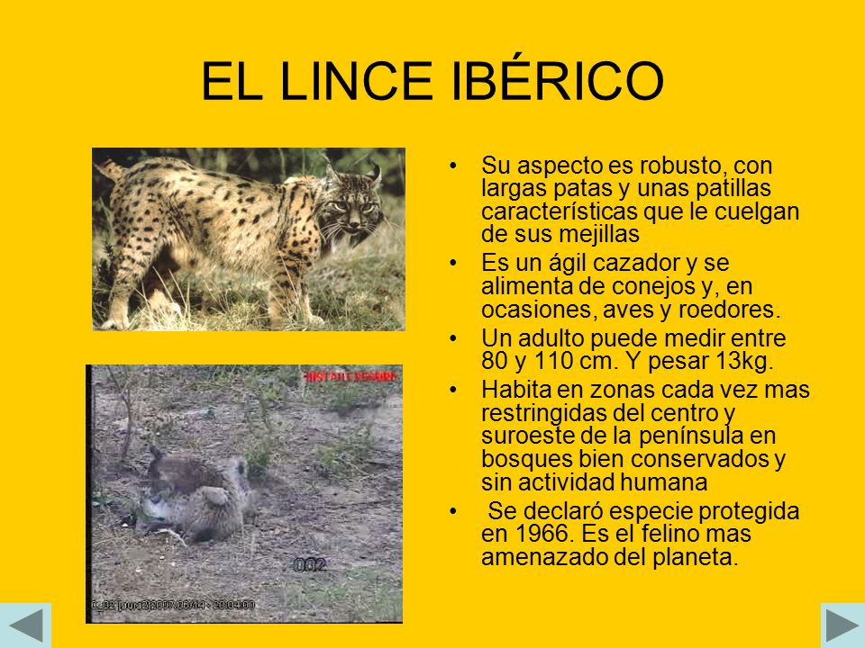 EL LINCE IBÉRICO Su aspecto es robusto, con largas patas y unas patillas características que le cuelgan de sus mejillas.
