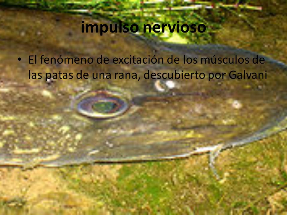 impulso nervioso El fenómeno de excitación de los músculos de las patas de una rana, descubierto por Galvani.