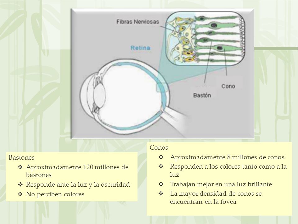 Conos Aproximadamente 8 millones de conos. Responden a los colores tanto como a la luz. Trabajan mejor en una luz brillante.