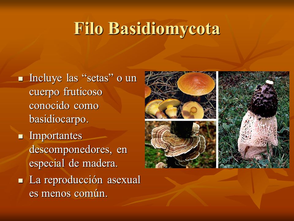Filo Basidiomycota Incluye las setas o un cuerpo fruticoso conocido como basidiocarpo. Importantes descomponedores, en especial de madera.