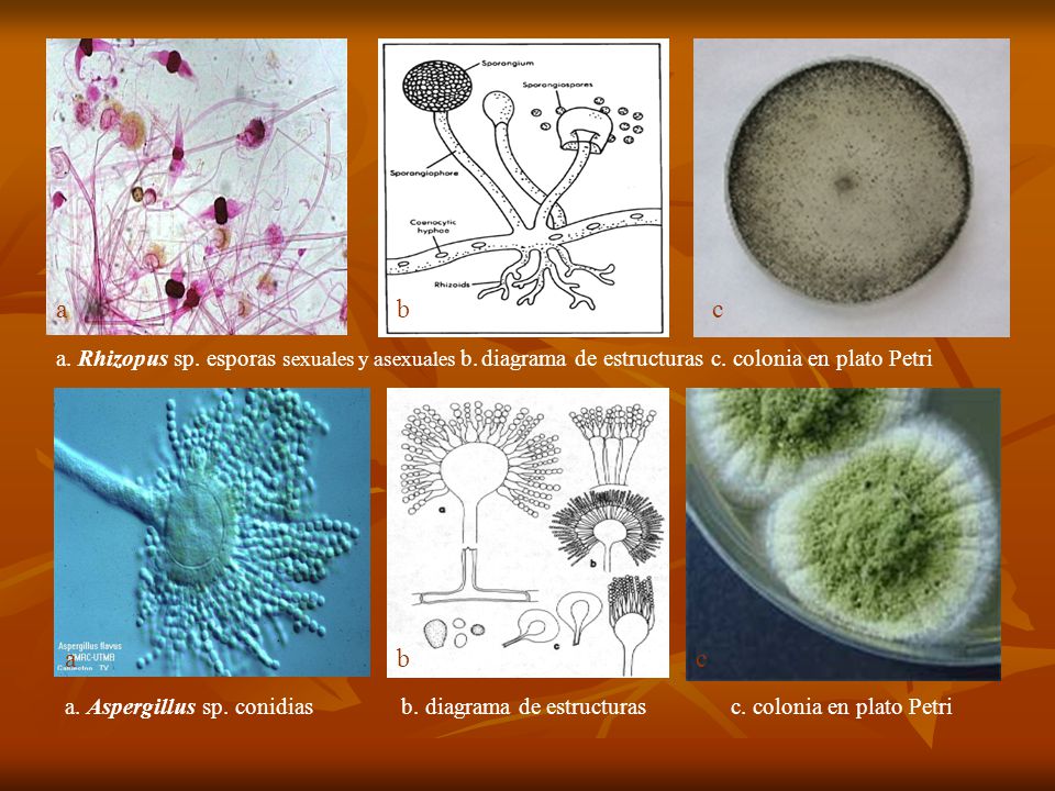 a b. c. a. Rhizopus sp. esporas sexuales y asexuales b. diagrama de estructuras c. colonia en plato Petri.