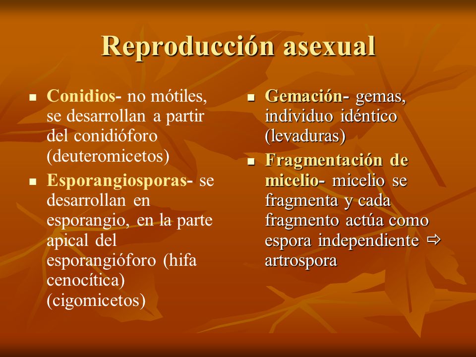Reproducción asexual Conidios- no mótiles, se desarrollan a partir del conidióforo (deuteromicetos)