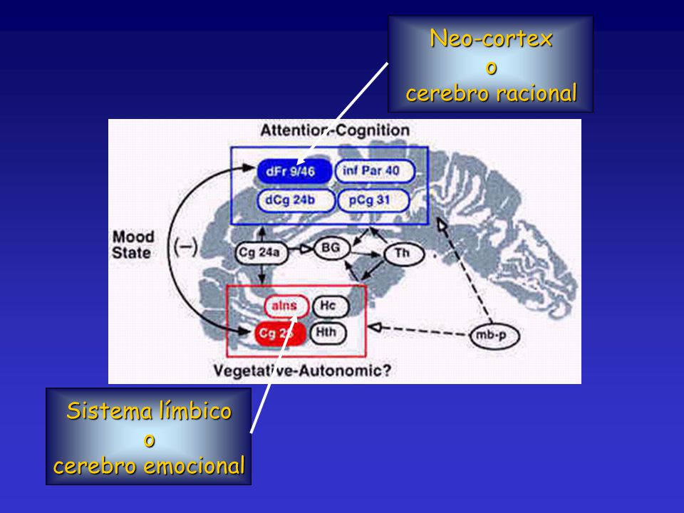 Neo-cortex o cerebro racional Sistema límbico o cerebro emocional