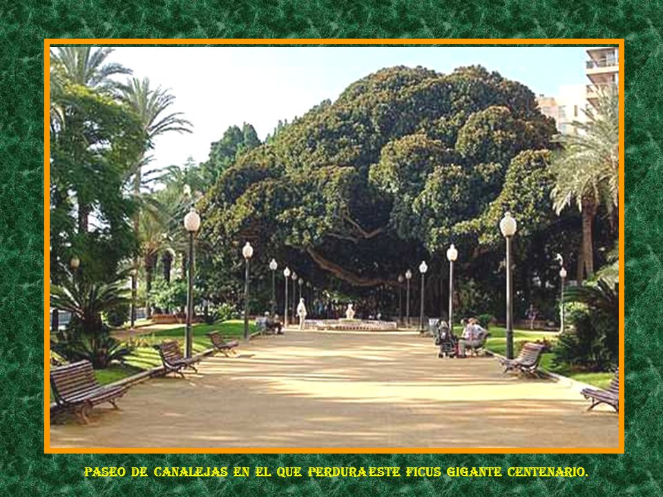 Paseo de Canalejas en el que perdura este ficus gigante centenario.