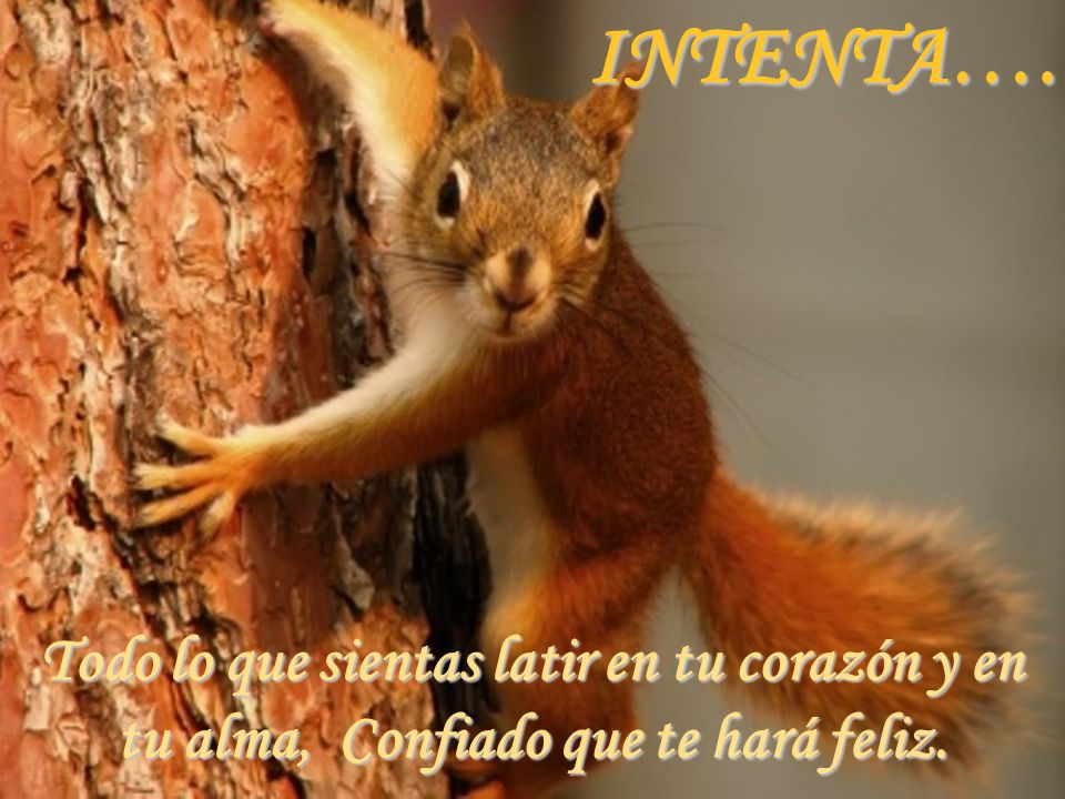 INTENTA…. Todo lo que sientas latir en tu corazón y en tu alma, Confiado que te hará feliz.