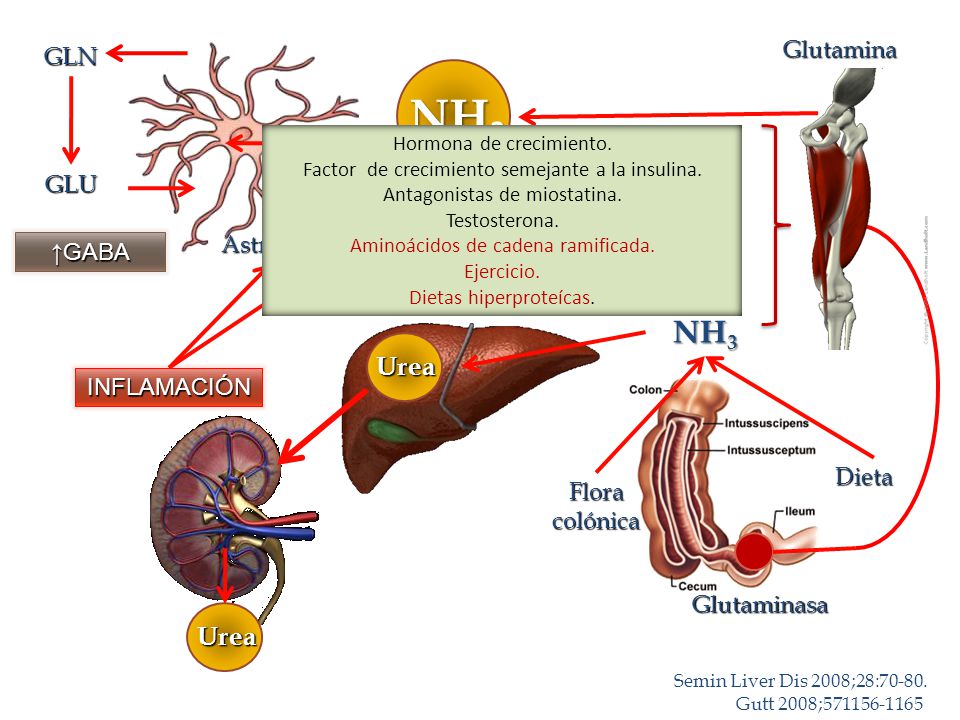 NH3 NH3 Cortocircuito Urea Urea Glutamina GLN GLU Astrocito ↑GABA