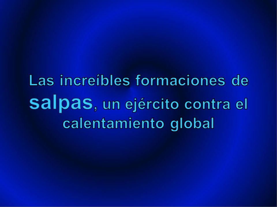 Las increíbles formaciones de salpas, un ejército contra el calentamiento global