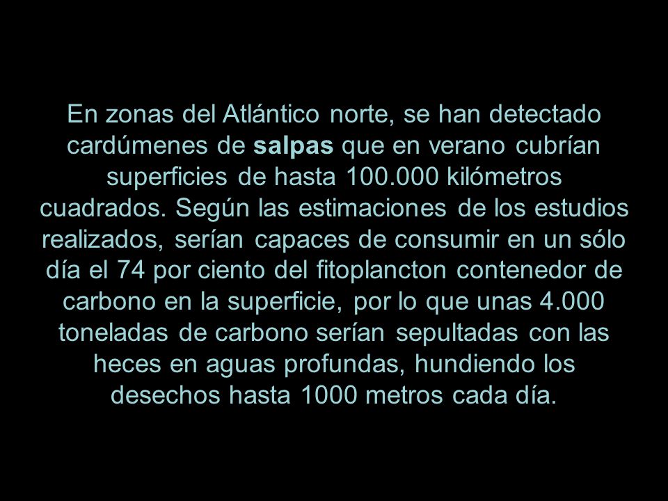 En zonas del Atlántico norte, se han detectado cardúmenes de salpas que en verano cubrían superficies de hasta kilómetros cuadrados.