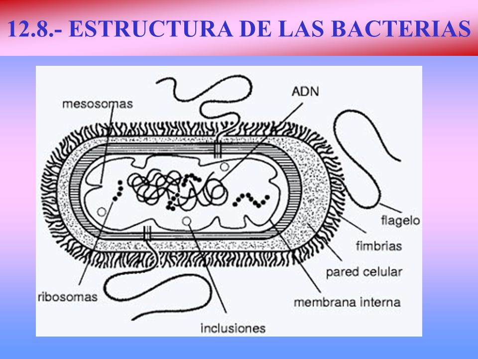 ESTRUCTURA DE LAS BACTERIAS