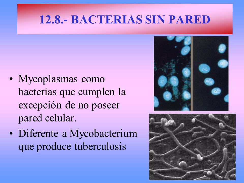 BACTERIAS SIN PARED Mycoplasmas como bacterias que cumplen la excepción de no poseer pared celular.