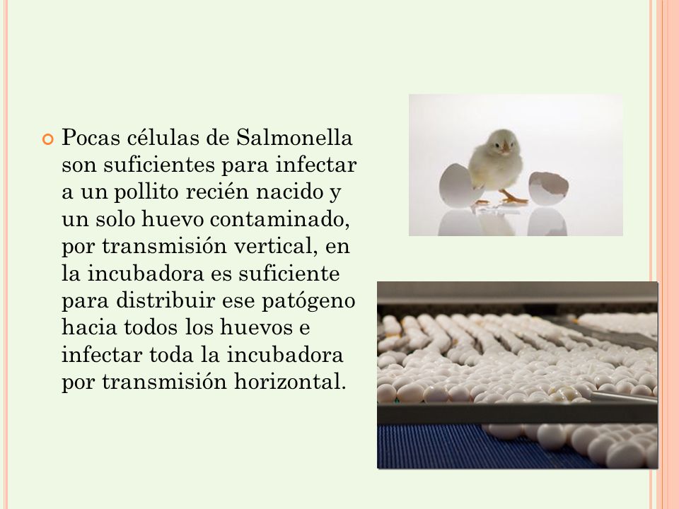 Pocas células de Salmonella son suficientes para infectar a un pollito recién nacido y un solo huevo contaminado, por transmisión vertical, en la incubadora es suficiente para distribuir ese patógeno hacia todos los huevos e infectar toda la incubadora por transmisión horizontal.