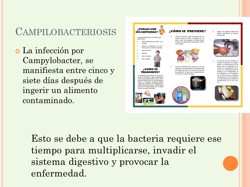 Campilobacteriosis La infección por Campylobacter, se manifiesta entre cinco y siete días después de ingerir un alimento contaminado.