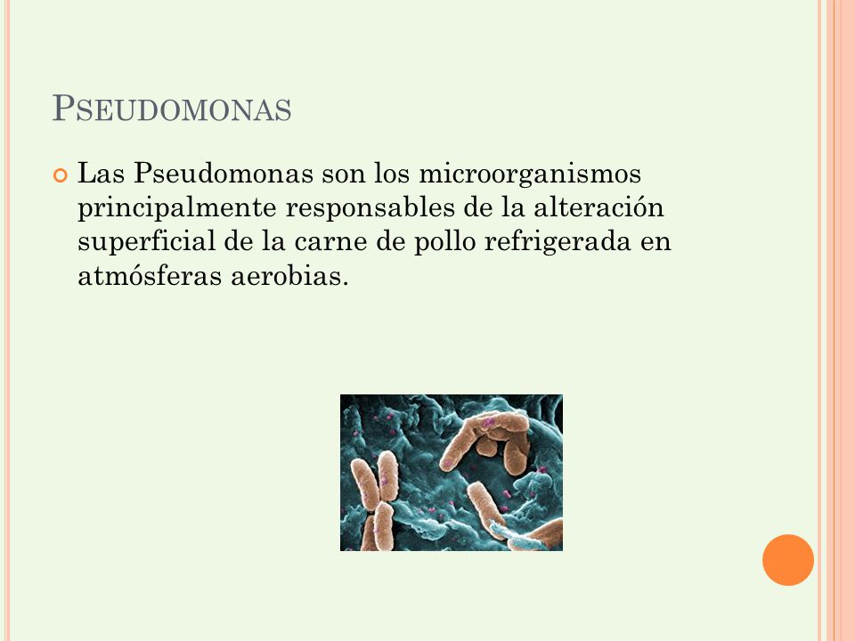 Pseudomonas