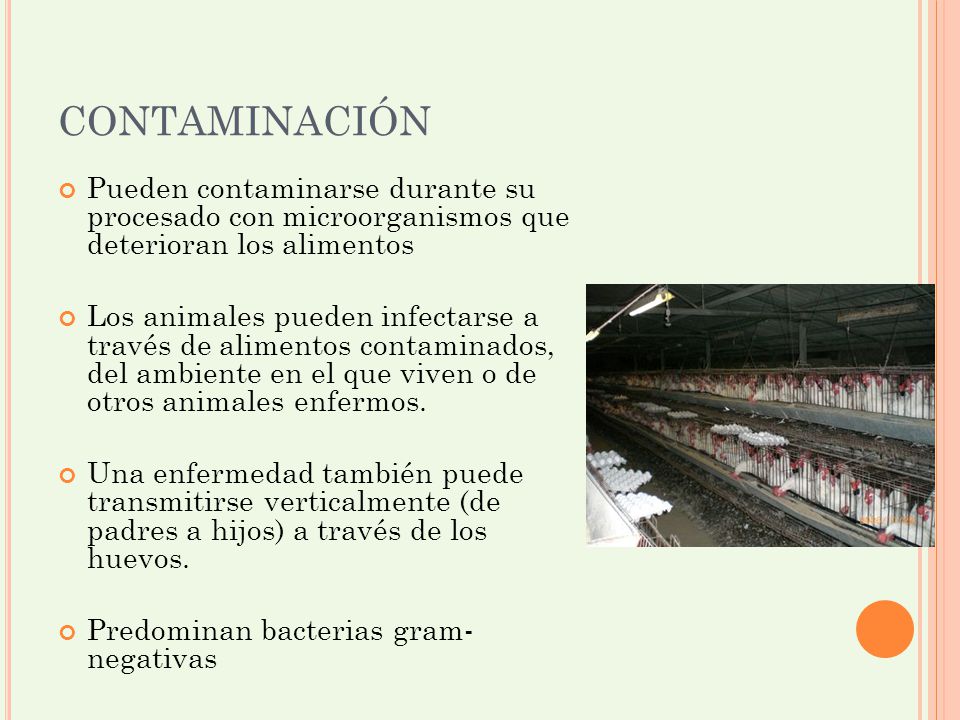 CONTAMINACIÓN Pueden contaminarse durante su procesado con microorganismos que deterioran los alimentos.