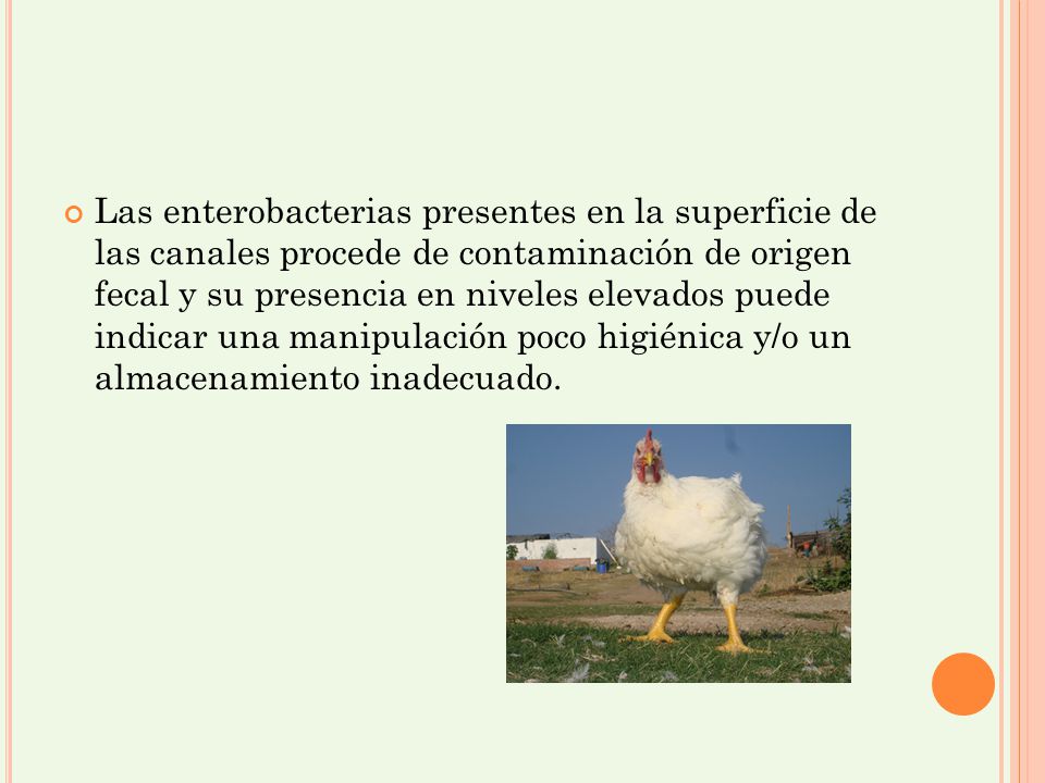 Las enterobacterias presentes en la superficie de las canales procede de contaminación de origen fecal y su presencia en niveles elevados puede indicar una manipulación poco higiénica y/o un almacenamiento inadecuado.