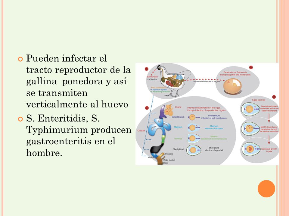 Pueden infectar el tracto reproductor de la gallina ponedora y así se transmiten verticalmente al huevo