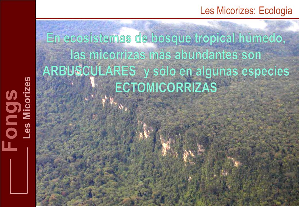 Fongs Les Micorizes. Les Micorizes: Ecologia.