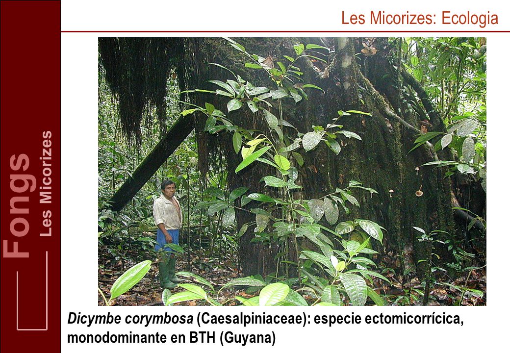 Fongs Les Micorizes: Ecologia Les Micorizes