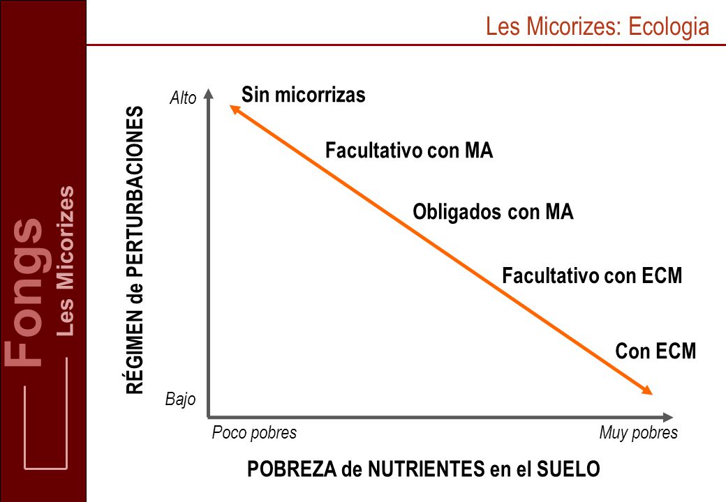 Fongs Les Micorizes: Ecologia Les Micorizes Sin micorrizas