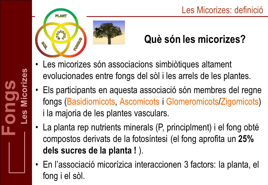 Fongs Què són les micorizes Les Micorizes: definició