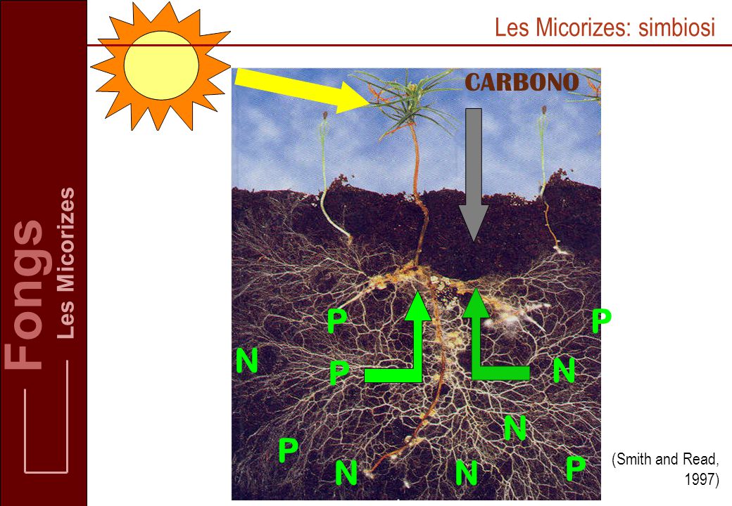 Fongs P P N P N N P N N P Les Micorizes: simbiosi CARBONO