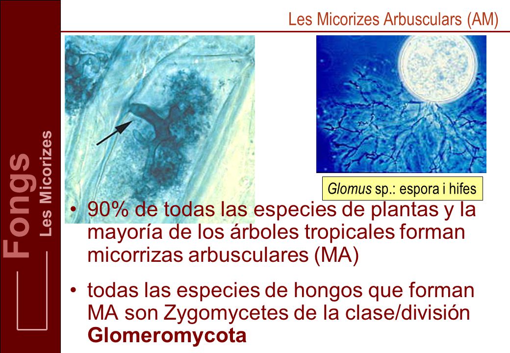 Fongs Les Micorizes. Les Micorizes Arbusculars (AM) Glomus sp.: espora i hifes.