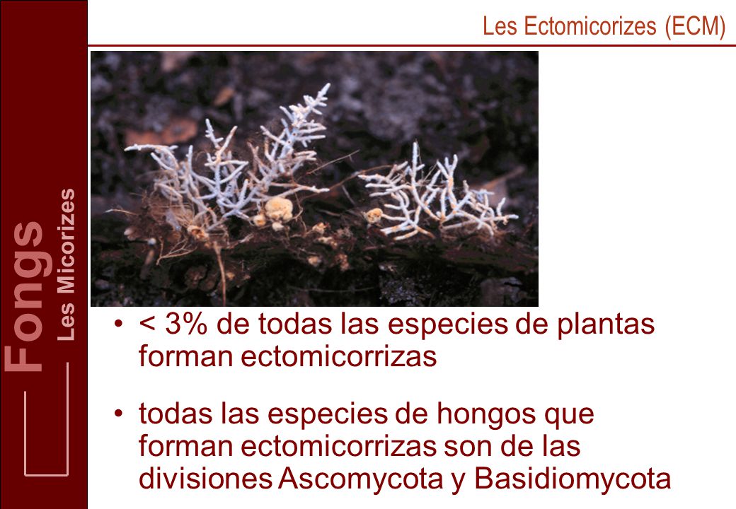 Fongs < 3% de todas las especies de plantas forman ectomicorrizas