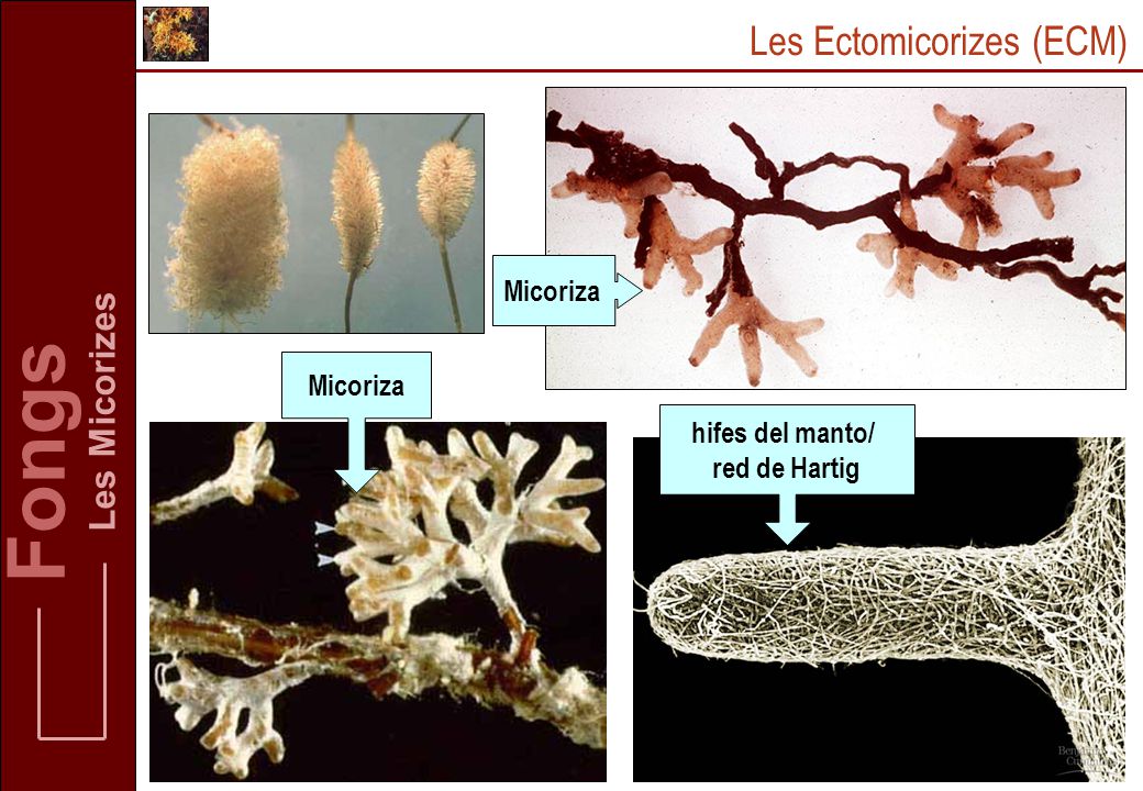 Fongs Les Ectomicorizes (ECM) Les Micorizes Micoriza Micoriza