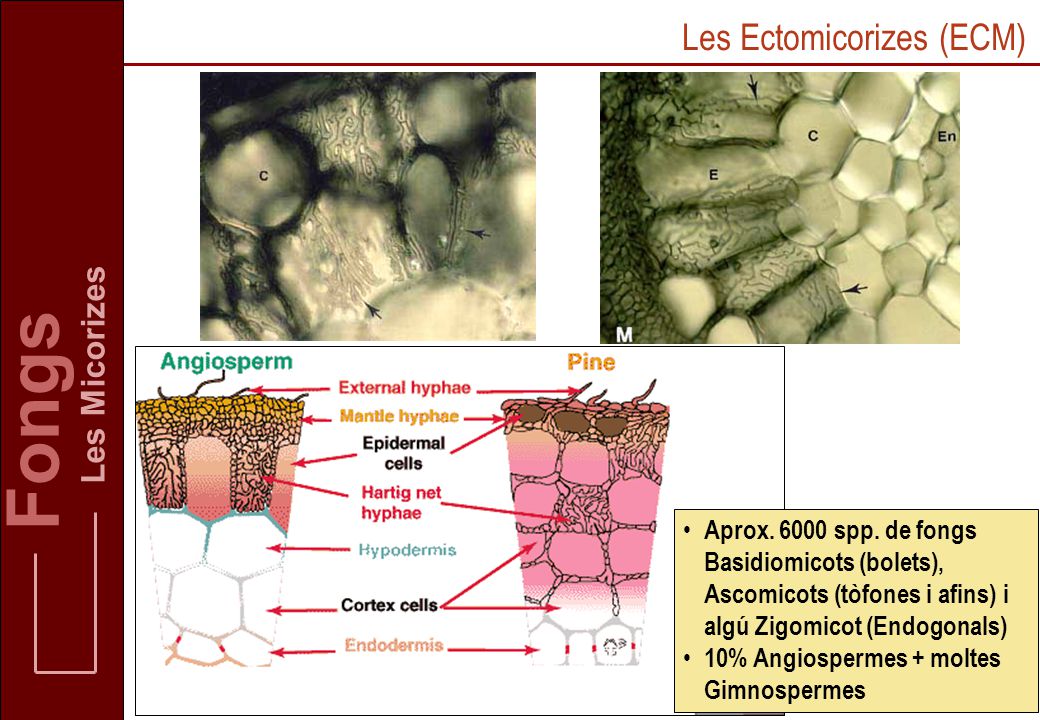 Fongs Les Ectomicorizes (ECM) Les Micorizes