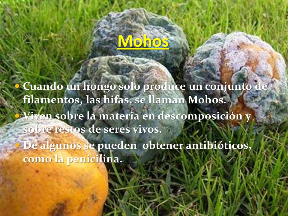 Mohos Cuando un hongo solo produce un conjunto de filamentos, las hifas, se llaman Mohos.
