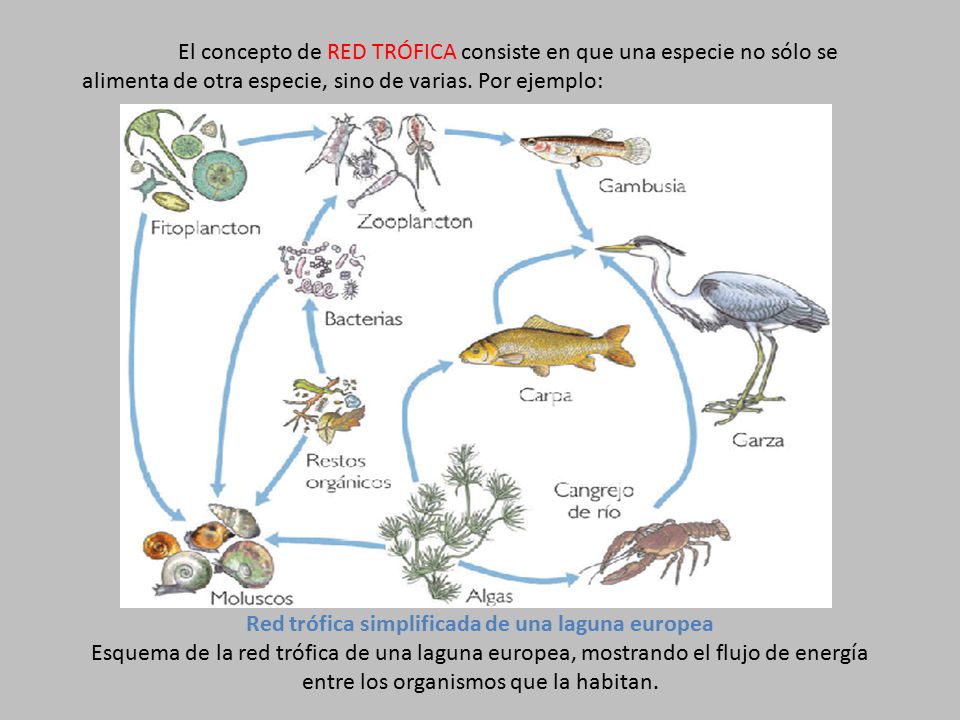 3. Las relaciones tróficas - ppt descargar