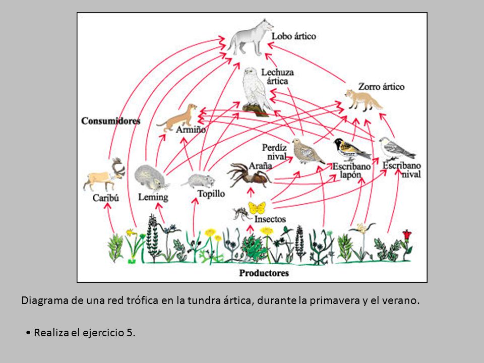 Diagrama de una red trófica en la tundra ártica, durante la primavera y el verano.