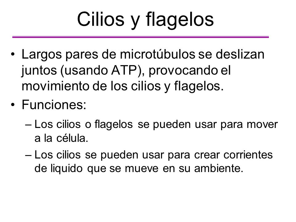 Cilios y flagelos Largos pares de microtúbulos se deslizan juntos (usando ATP), provocando el movimiento de los cilios y flagelos.
