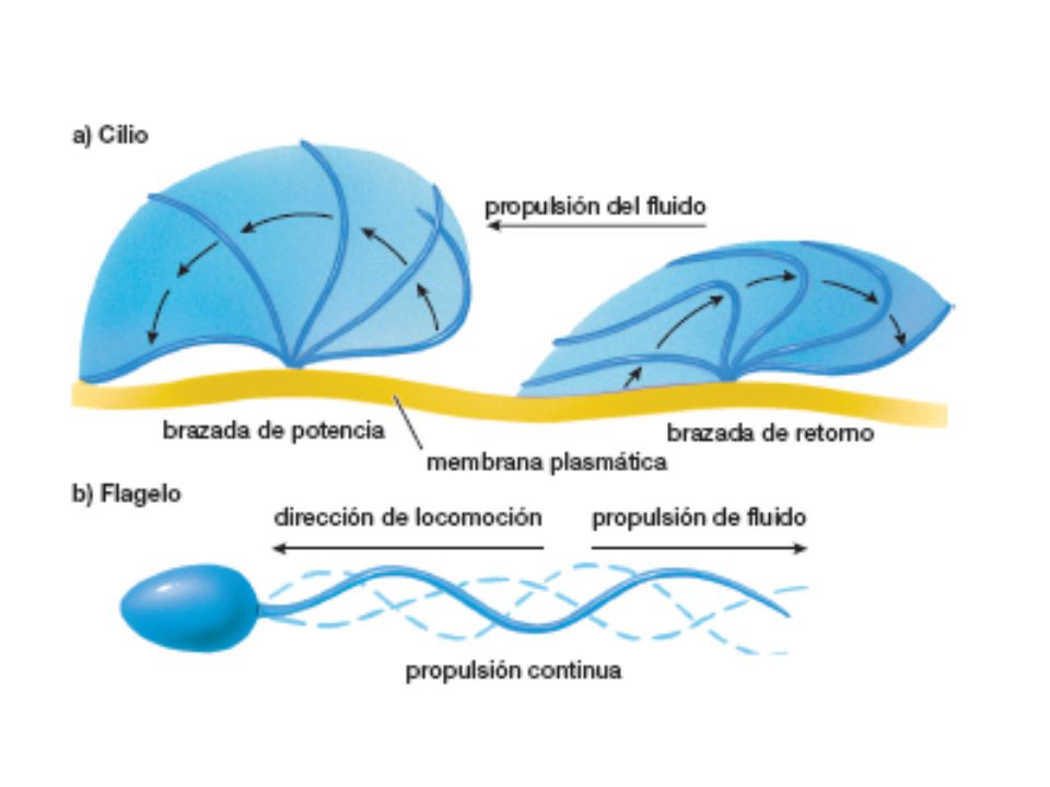 FIGURA 4-8 (parte 1) Cómo se mueven los cilios y flagelos