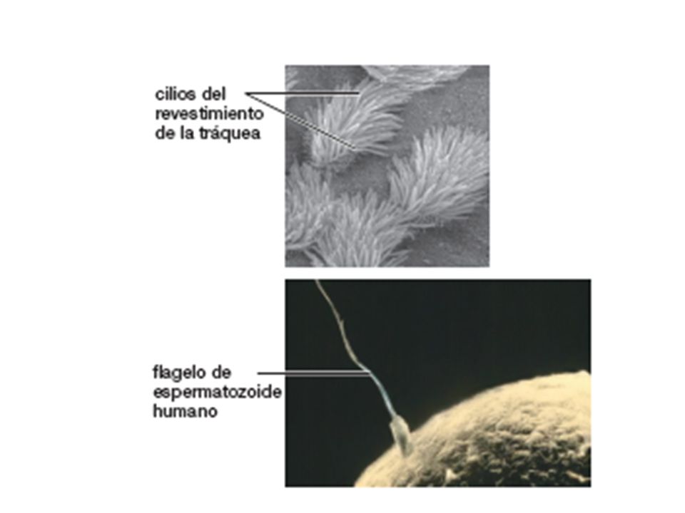 FIGURA 4-8 (parte 2) Cómo se mueven los cilios y flagelos