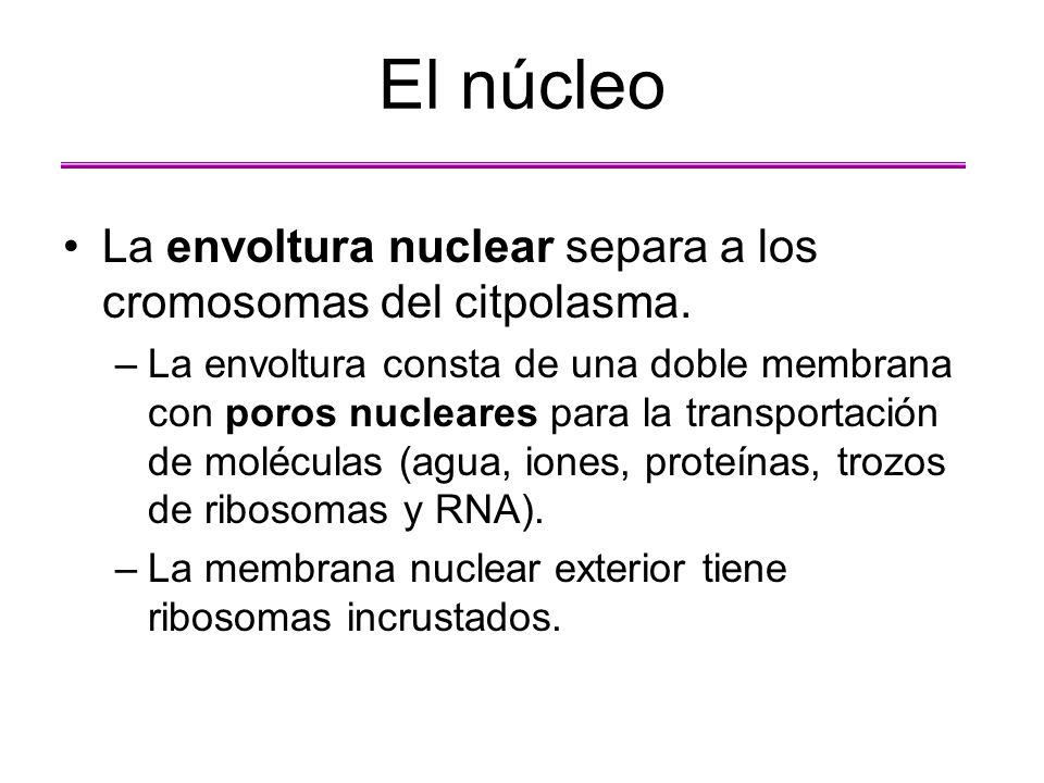 El núcleo La envoltura nuclear separa a los cromosomas del citpolasma.