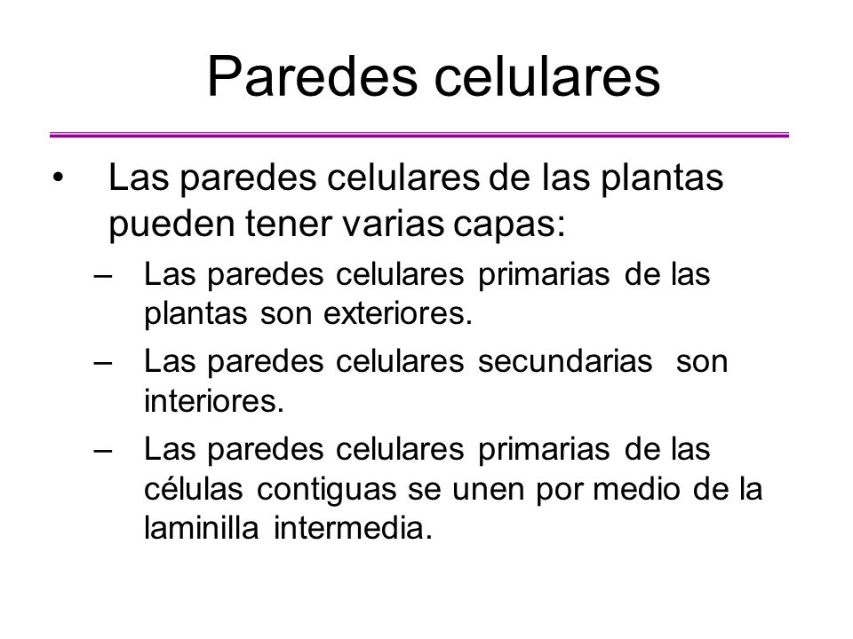 Paredes celulares Las paredes celulares de las plantas pueden tener varias capas: Las paredes celulares primarias de las plantas son exteriores.