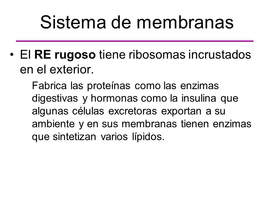 Sistema de membranas El RE rugoso tiene ribosomas incrustados en el exterior.