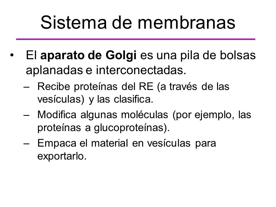 Sistema de membranas El aparato de Golgi es una pila de bolsas aplanadas e interconectadas.