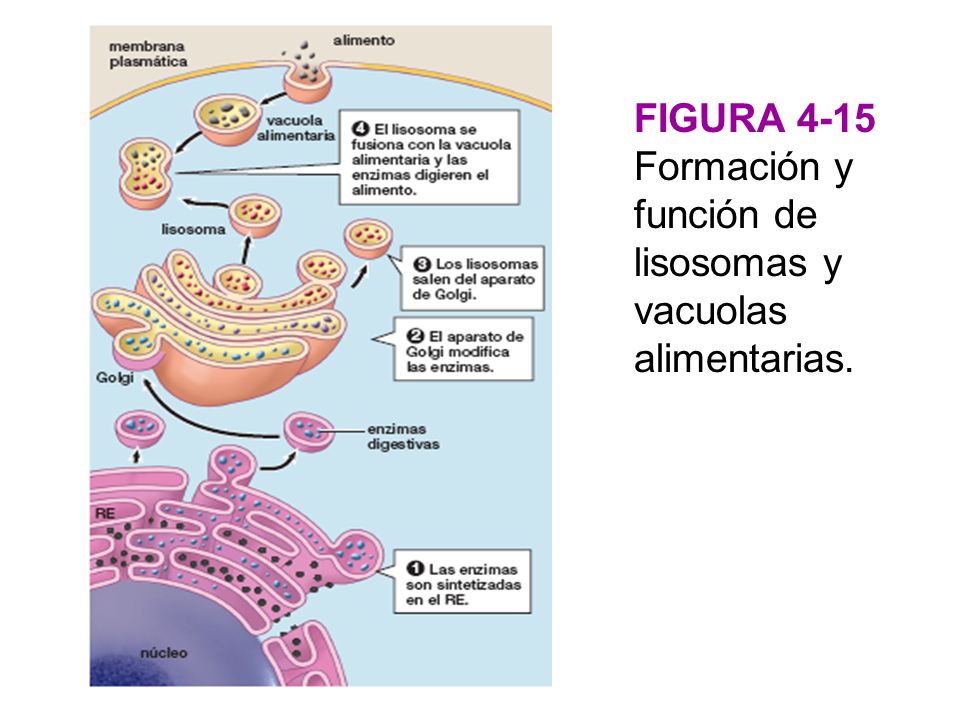 FIGURA 4-15 Formación y función de lisosomas y vacuolas alimentarias.
