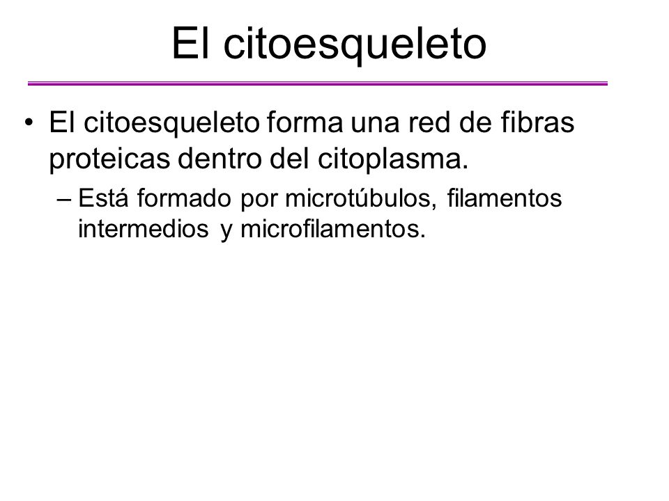 El citoesqueleto El citoesqueleto forma una red de fibras proteicas dentro del citoplasma.