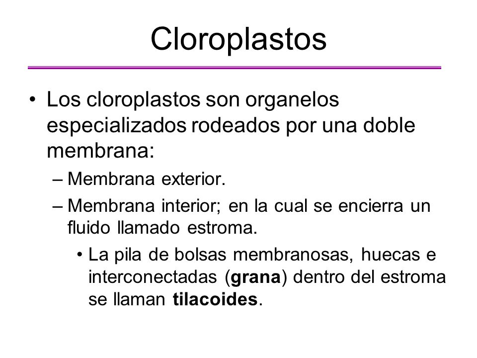 Cloroplastos Los cloroplastos son organelos especializados rodeados por una doble membrana: Membrana exterior.