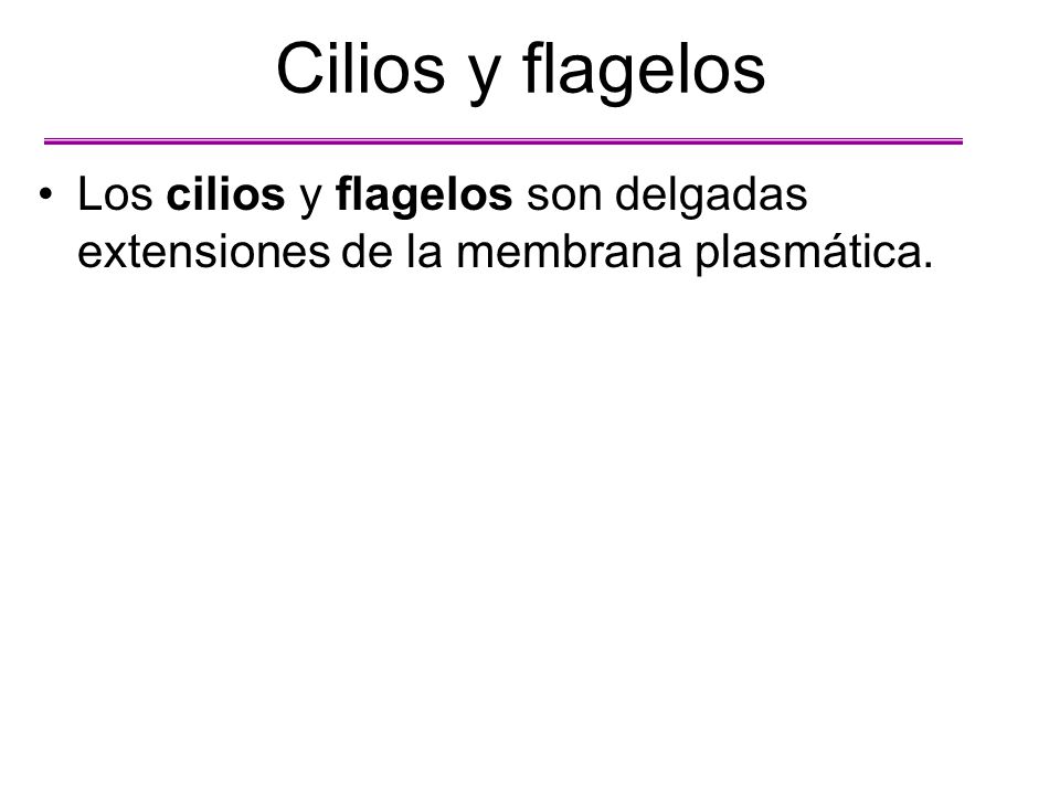 Cilios y flagelos Los cilios y flagelos son delgadas extensiones de la membrana plasmática.