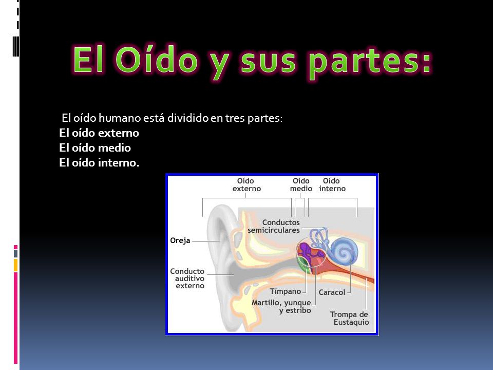 El Oído y sus partes: El oído humano está dividido en tres partes: