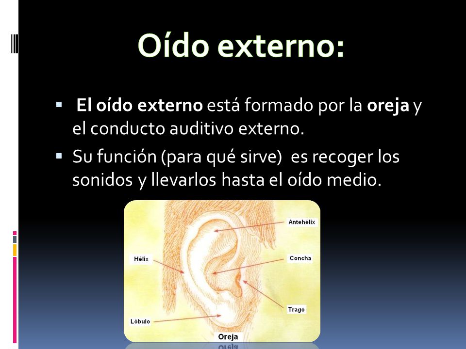 Oído externo: El oído externo está formado por la oreja y el conducto auditivo externo.
