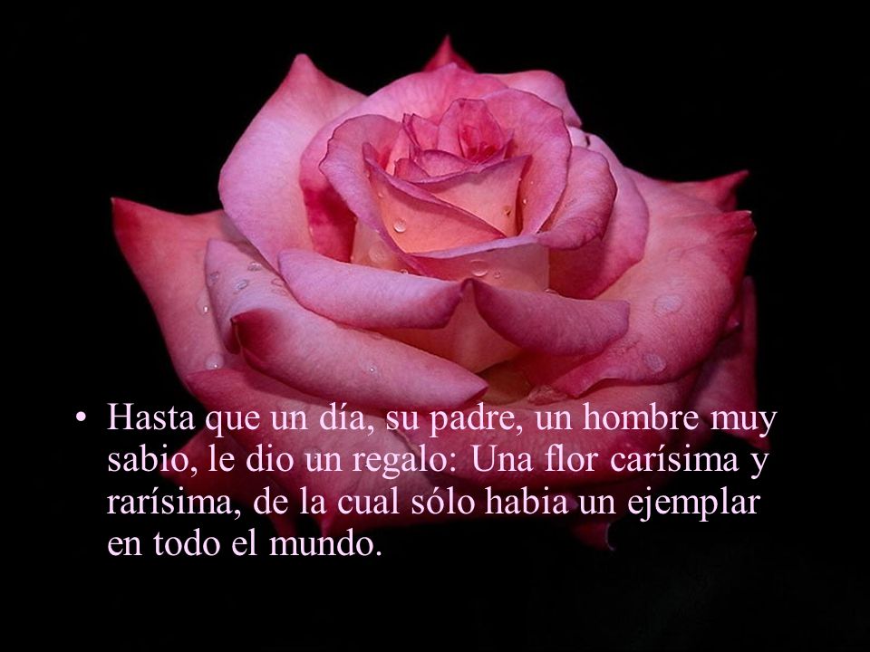 Hasta que un día, su padre, un hombre muy sabio, le dio un regalo: Una flor carísima y rarísima, de la cual sólo habia un ejemplar en todo el mundo.