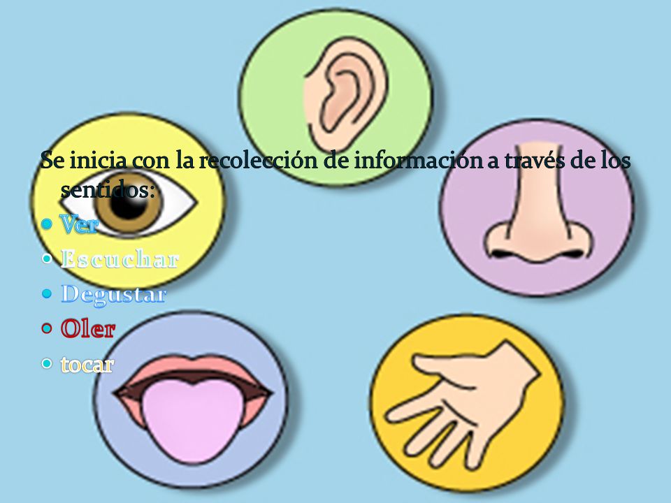 Se inicia con la recolección de información a través de los sentidos: