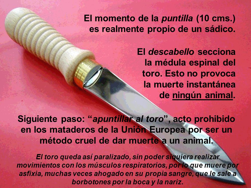 El momento de la puntilla (10 cms.) es realmente propio de un sádico.