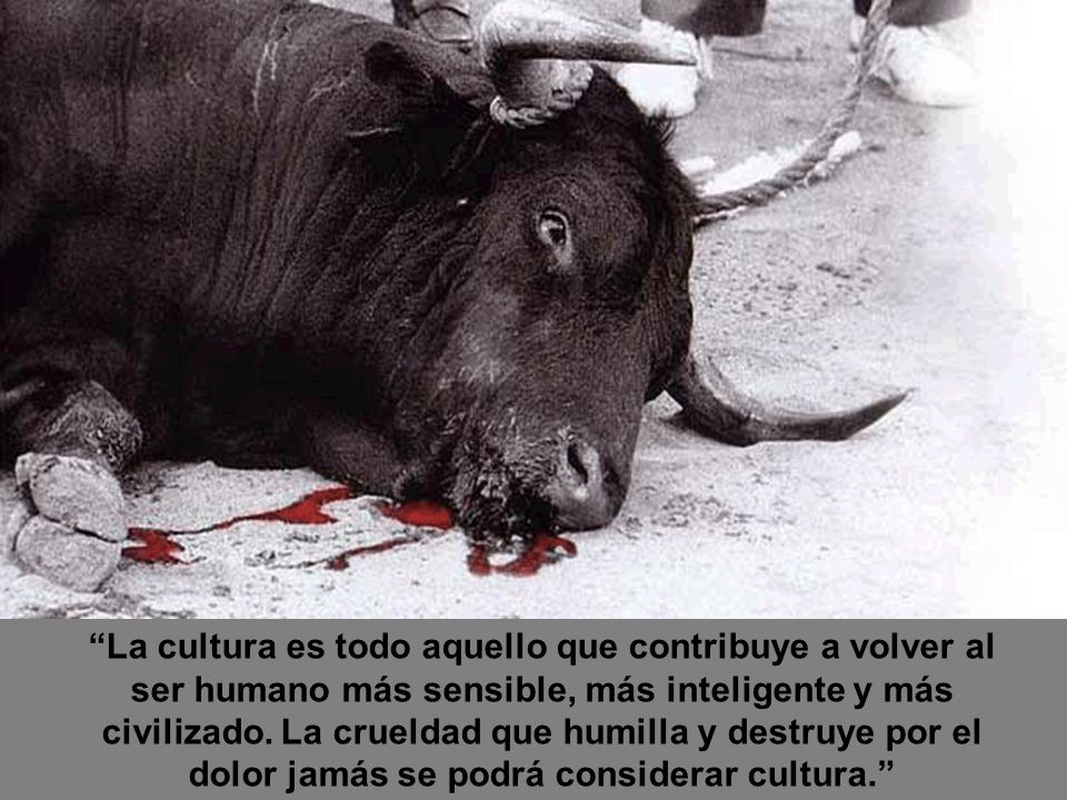La cultura es todo aquello que contribuye a volver al ser humano más sensible, más inteligente y más civilizado.