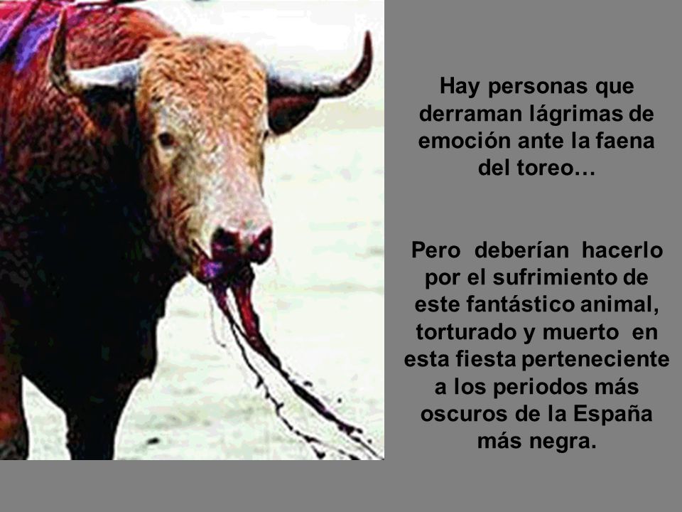 Hay personas que derraman lágrimas de emoción ante la faena del toreo…